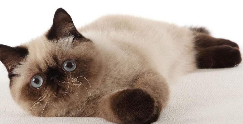 è��Ӫ�����ĸ����ӱȽϺã��ȵ�è��Ӫ����