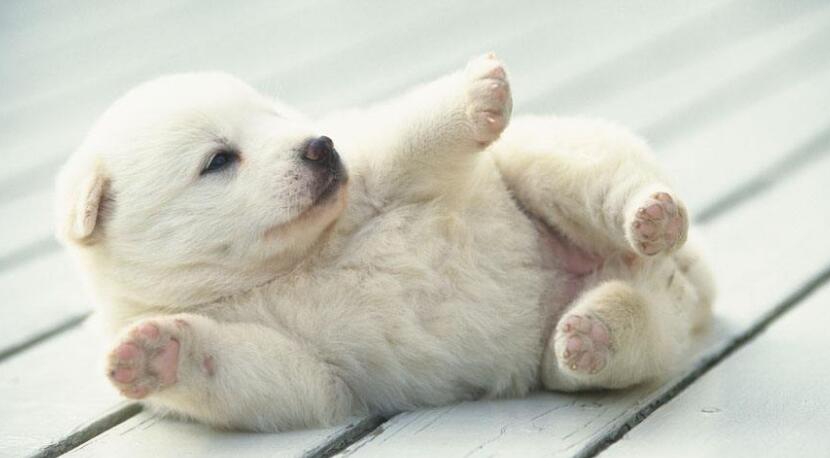 �������г�ʲô����Ӫ���������̷ۿ�����