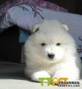 ��ĦҮ�ܳԼ�������ĦҮ���ԳԵ�����