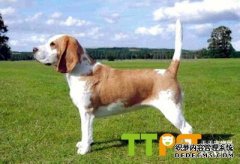 �ȸ�Ȯ��ͬ�׶������ι������