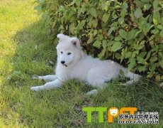 ���Ƽ�����ĦҮϲ����ʲô��ʳ��