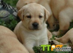 �ȵ�-������ҵƷ���쵼��