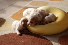 ���������̵��Ĵ�ô�