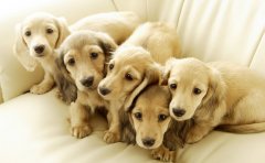 ����ëɫ������ô��