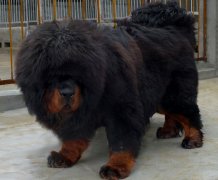 �������г�ʲô