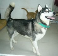 ��ʿ��ȱ����ô��