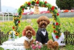 ̩��Ϊʲô��ʳ��