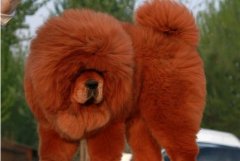 �����ʲô��ë