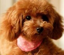 ̩����ô����΢��Ԫ�أ�