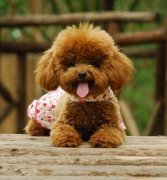 ��ô��̩�ϲ���Ӫ����ã�