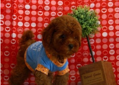 ̩�ϳ�θ��֢״������