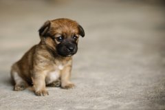 ����ȱ�ƻ���ʲôΣ��?