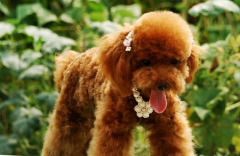 ̩�ϳ�θ����ô����