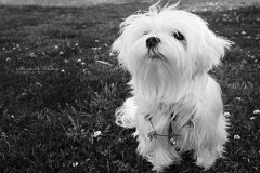 Ϊʲô���������̱ȽϺ�?