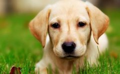 ��������Ϊʲô��ʳ��