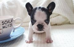 ţͷ��ȱ�Ƴ�ʲô��Ƭ��