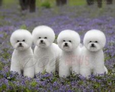 ������ô����΢��Ԫ��Ƭ��