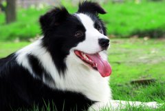 ���������ʲô���̷ۺã�