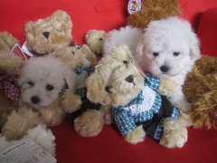 С����ʲô�̷ۺã�