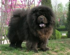 ��ʨ��ʳ���ô�죿