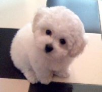 ���ܲ����Է���ô�죿