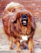 �����Ƚ�������ô��