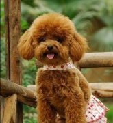 ̩�Ϲ���ë�ʲ�����ô�죿