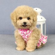 ������ƹ����ʳ񱣿