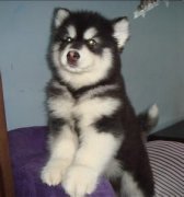 ����˹����ҧ������ô�죿