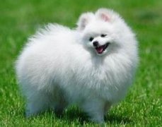 ����ʳ�������ι����