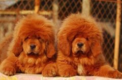 �������ں�������ʲô�ô���