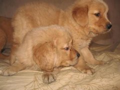 ��ëƶѪ��ô�죿��ͼ��