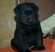 ���������ʲôëɫ�ã���ͼ��