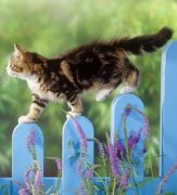 è��̫����ô�죿è��������ô�죿