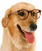 ��ëƤ��������ô�죨ͼ��