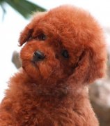 ��ô��̩�Ϲ���ëɫ�ã�ͼ��