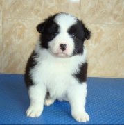 ����Ϊʲô�������ӣ�ͼ�ģ�