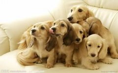 ���Ԥ������Ƥ��������ͼ��