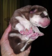 �������̳�ʲô����ͼ��