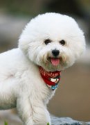 ������������ô�죨ͼ��