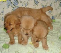 ά����B2�Թ�������Ҫ�ԣ�ͼ��