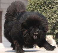 ������ʲôʳ�ﲹ�ƣ�