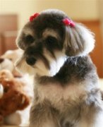 ѩ���𲹸Ƴ�ʲô�ã�ͼ��