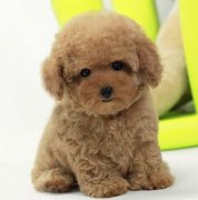 ̩����Ȯ���Ƴ�ʲô�ã���ͼ��