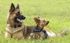 ����Ȯ��θ������ʲô