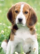 ����΢��Ԫ��Ƭ��ʲô�ã���ͼ��