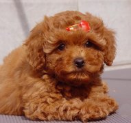 ̩�ϵ�ë��ɫ��ô�죿��ͼ��