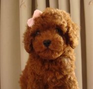 ̩����ʲô��ë����ͼ��