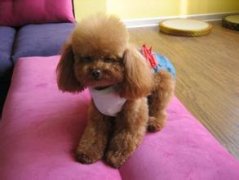 ̩�Ϲ�������������Щ�����������ͼ��