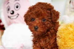 ���������ʲô�ã���ͼ��